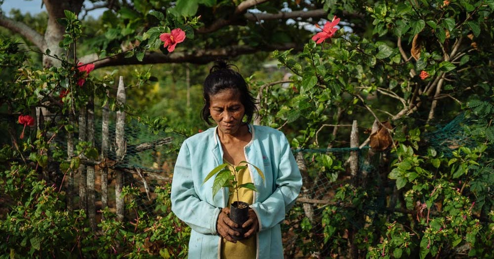 Decolonizing the Forest: How Philippine Native Trees Can Uproot Neocolonialism Amid Climate Injustice